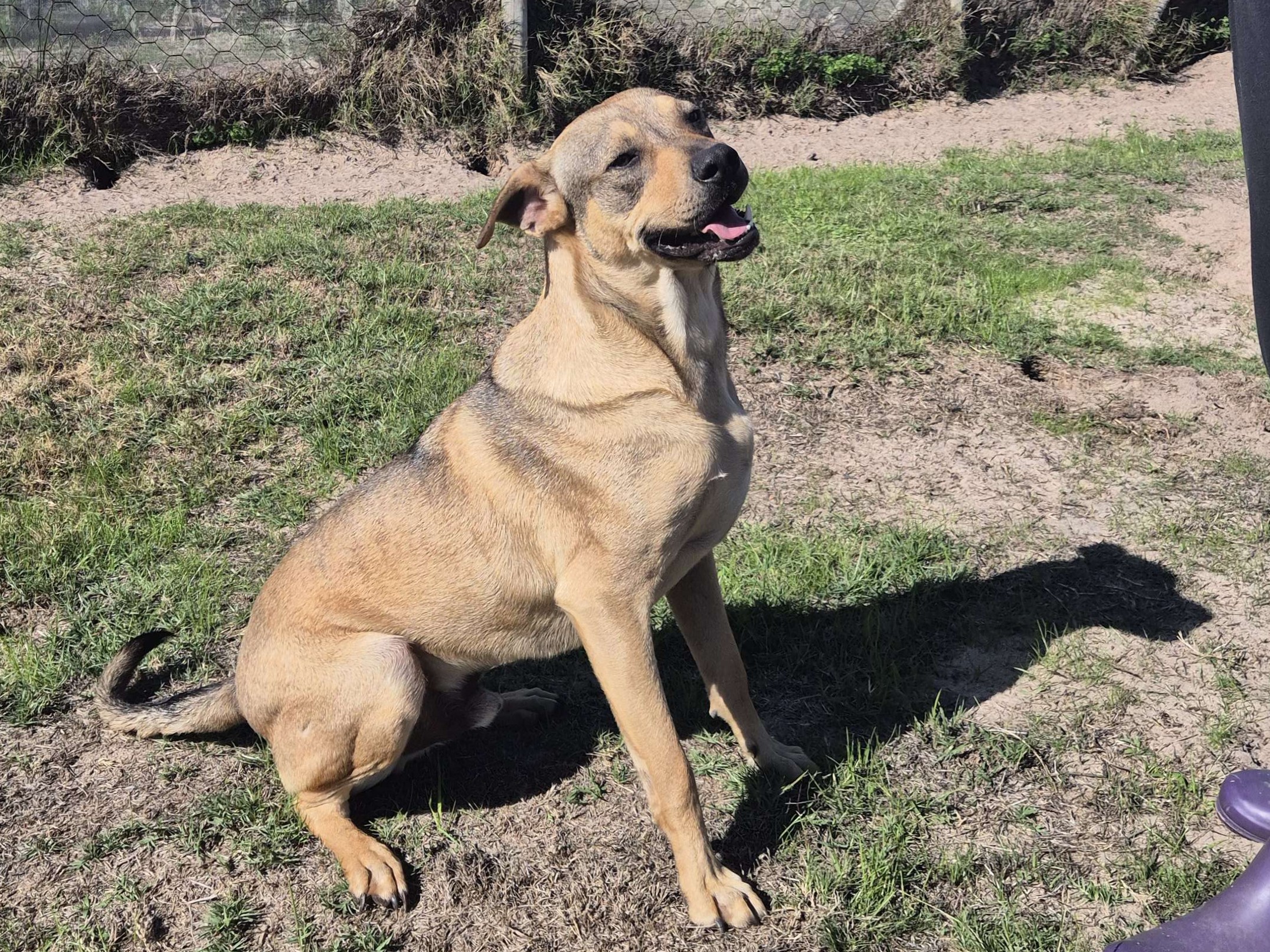 Rajah