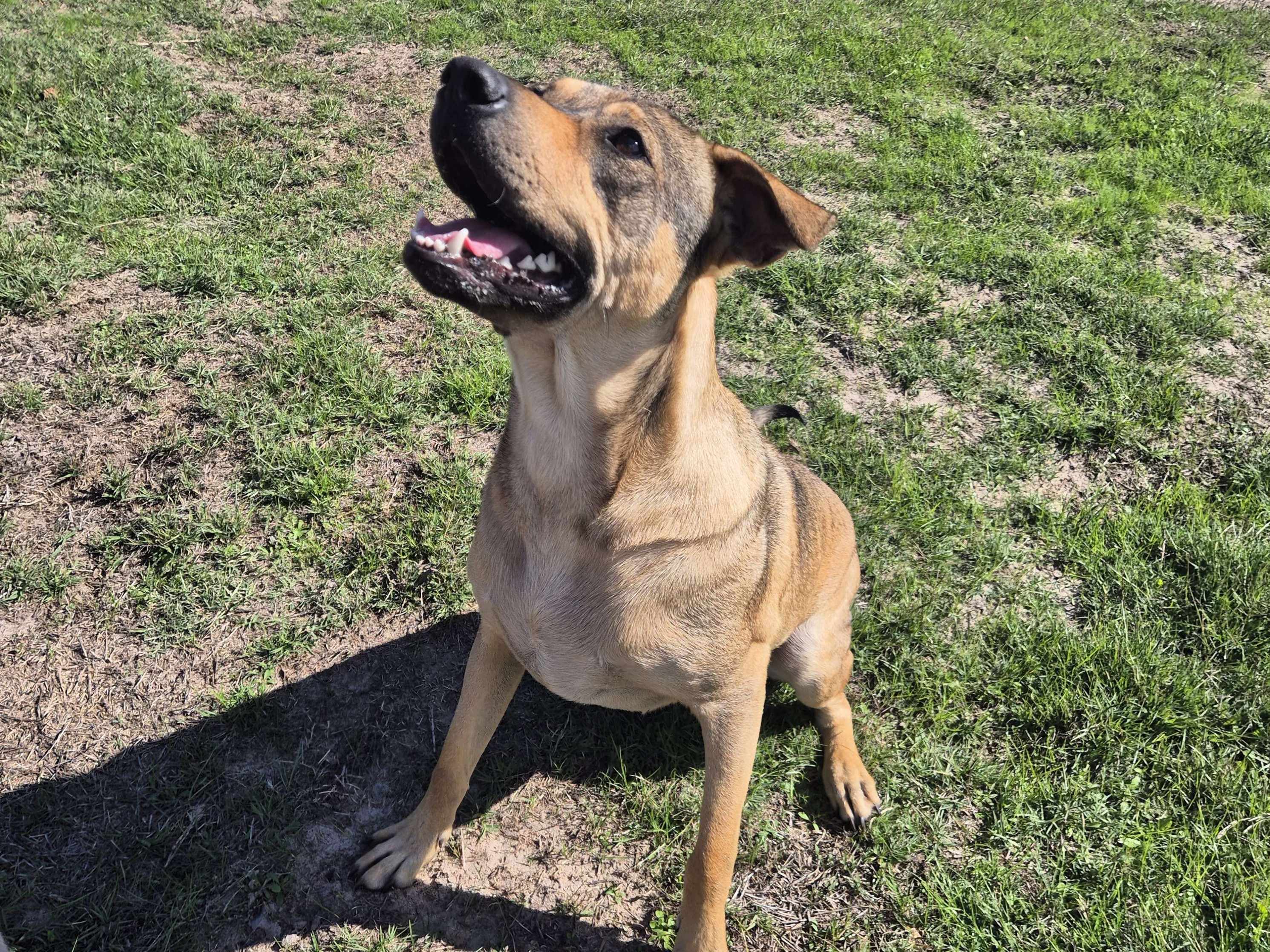 Rajah