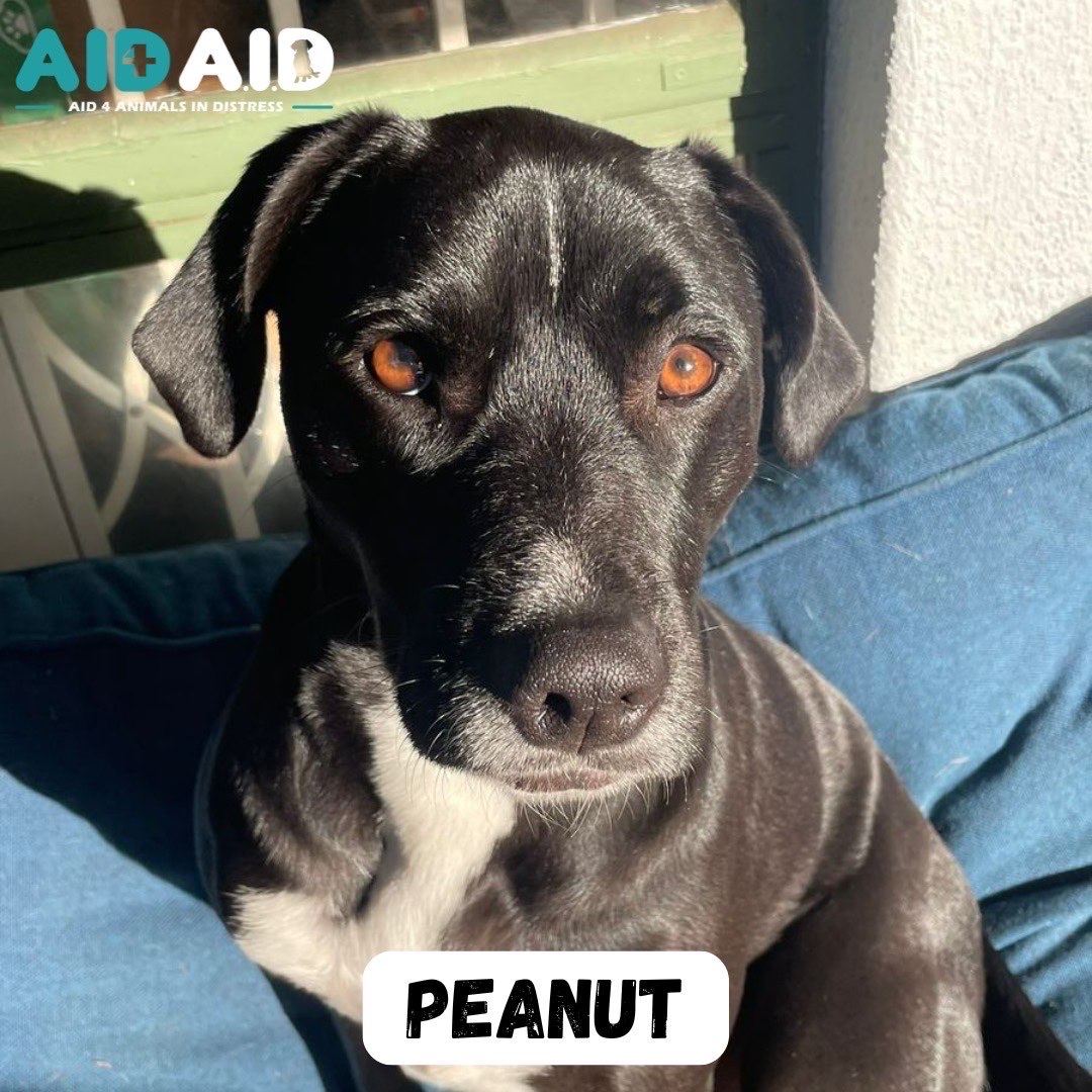 Peanut