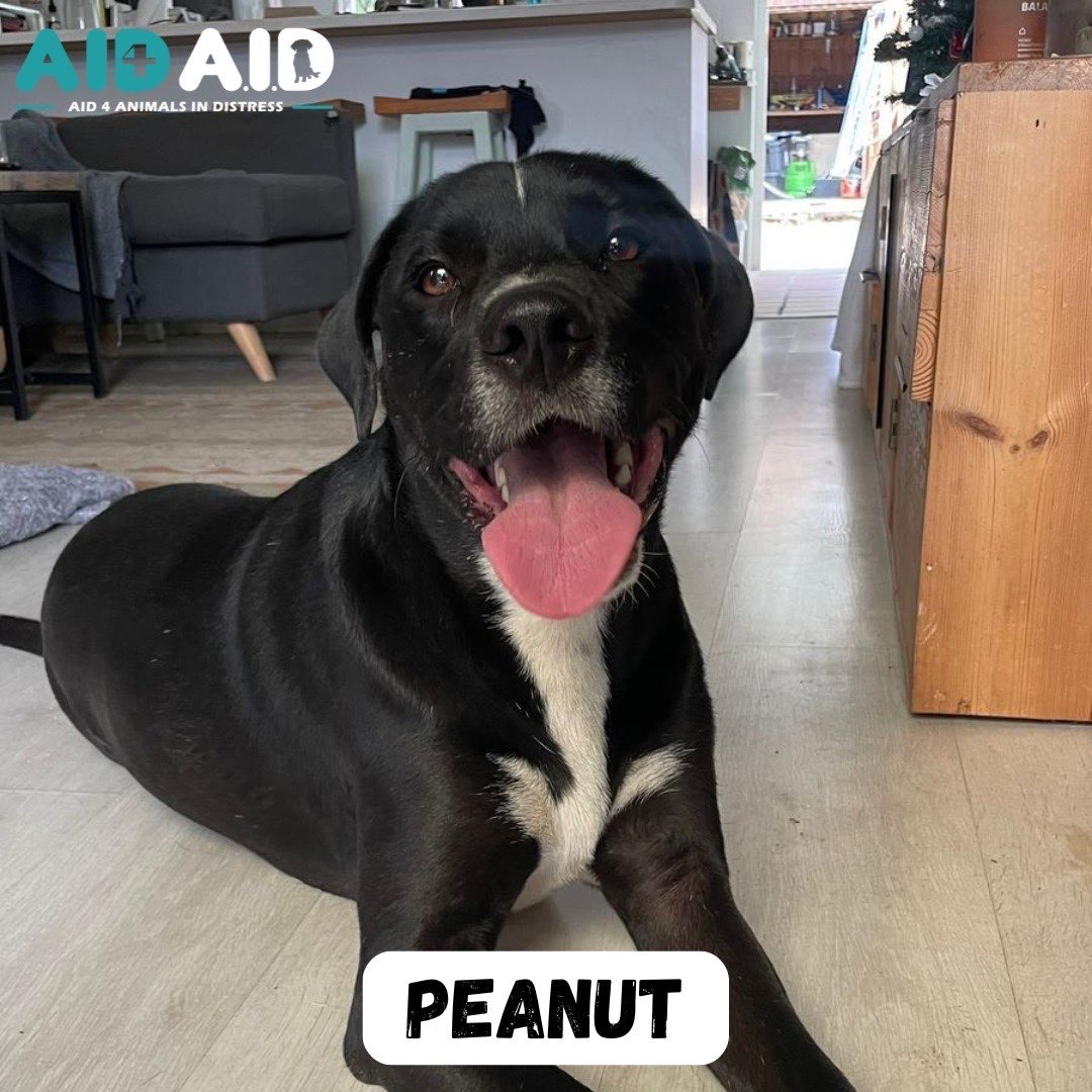 Peanut