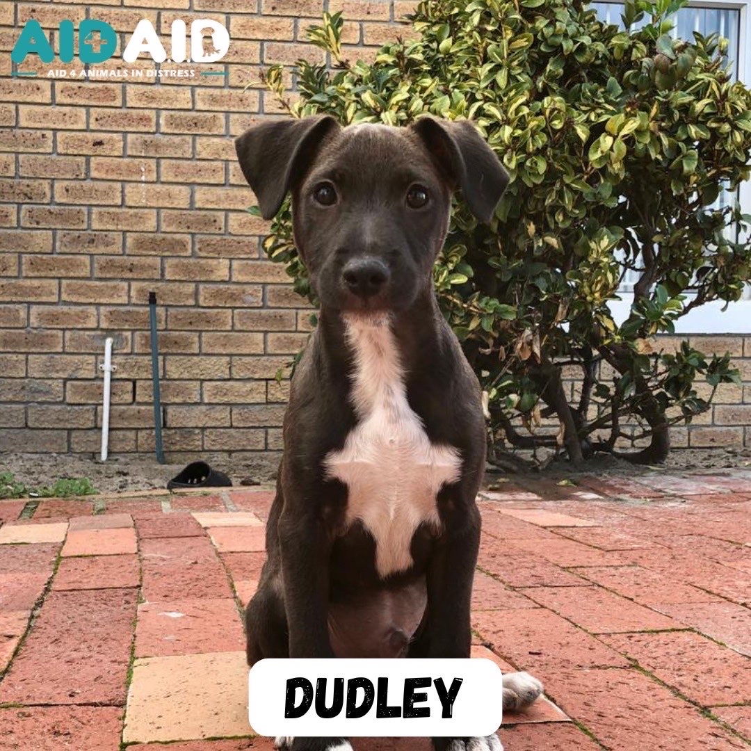 Dudley