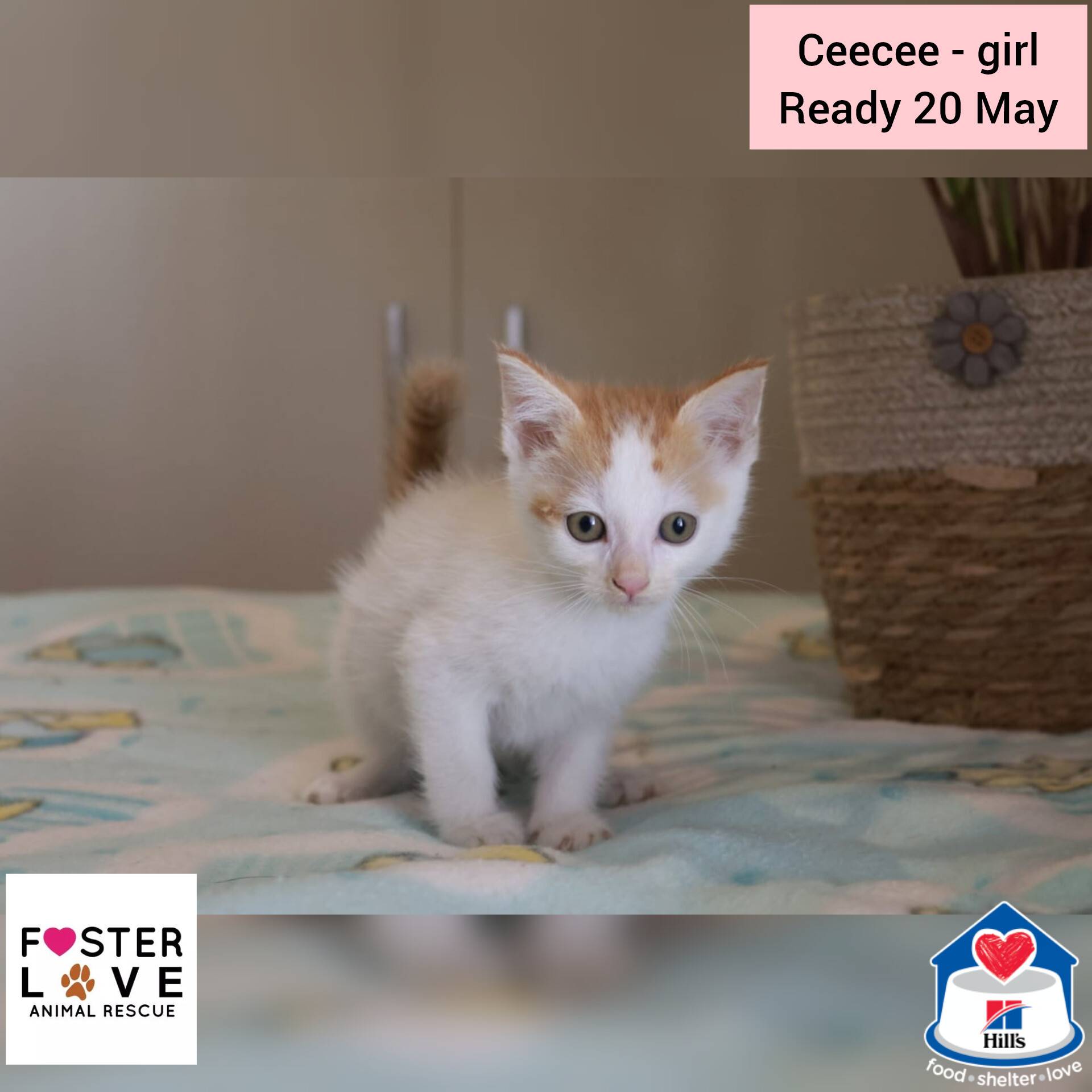 Ceecee