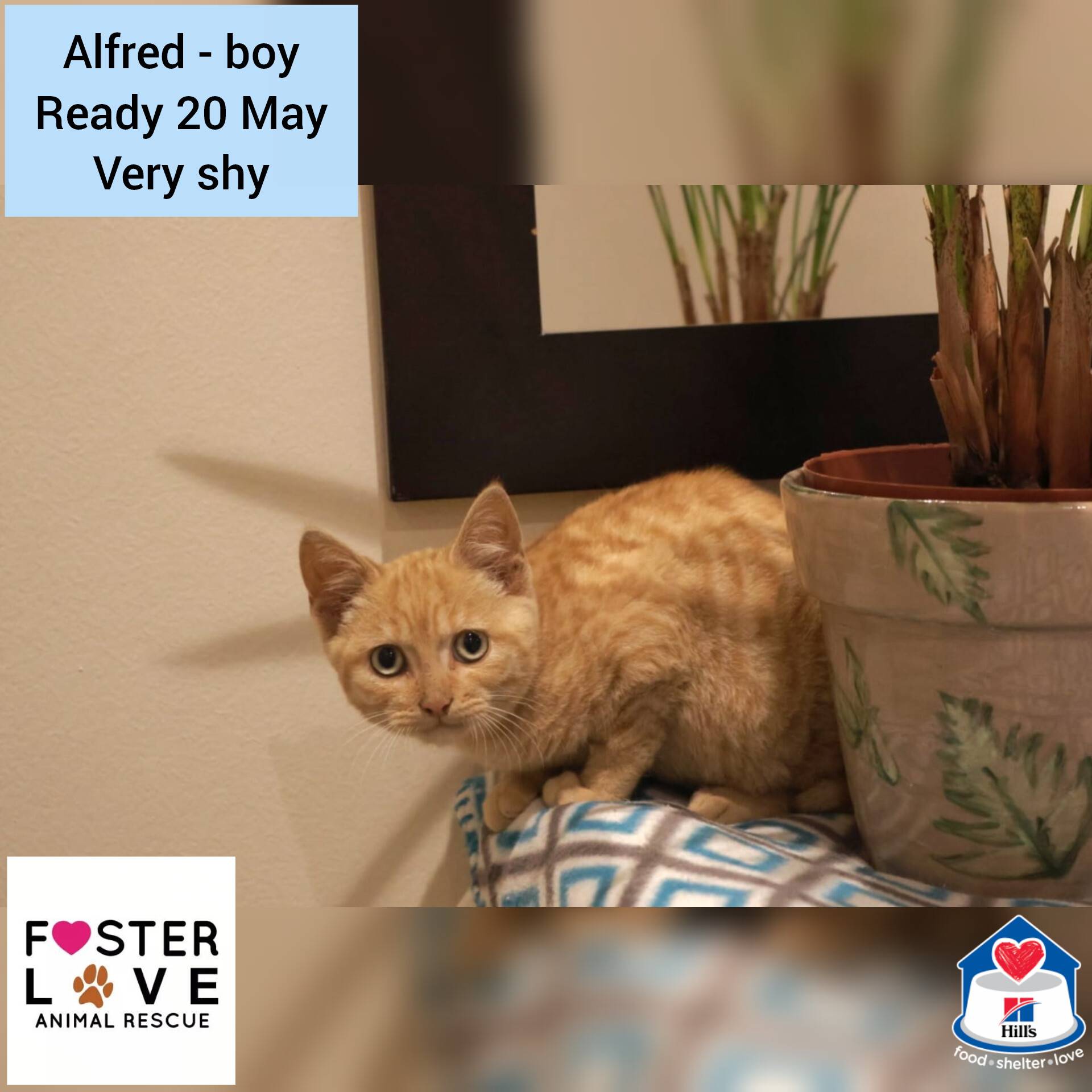 Alfred