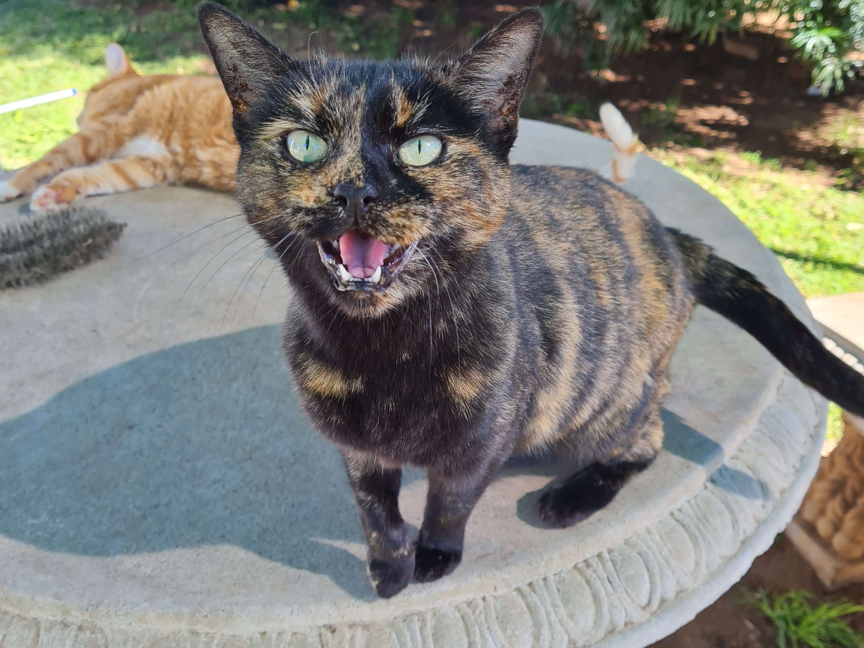 Missy