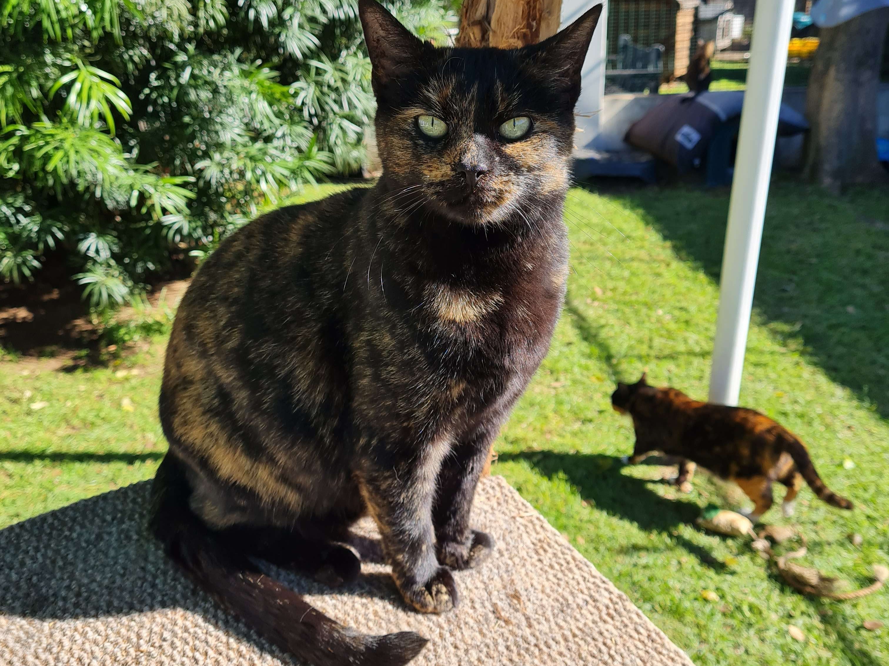 Missy