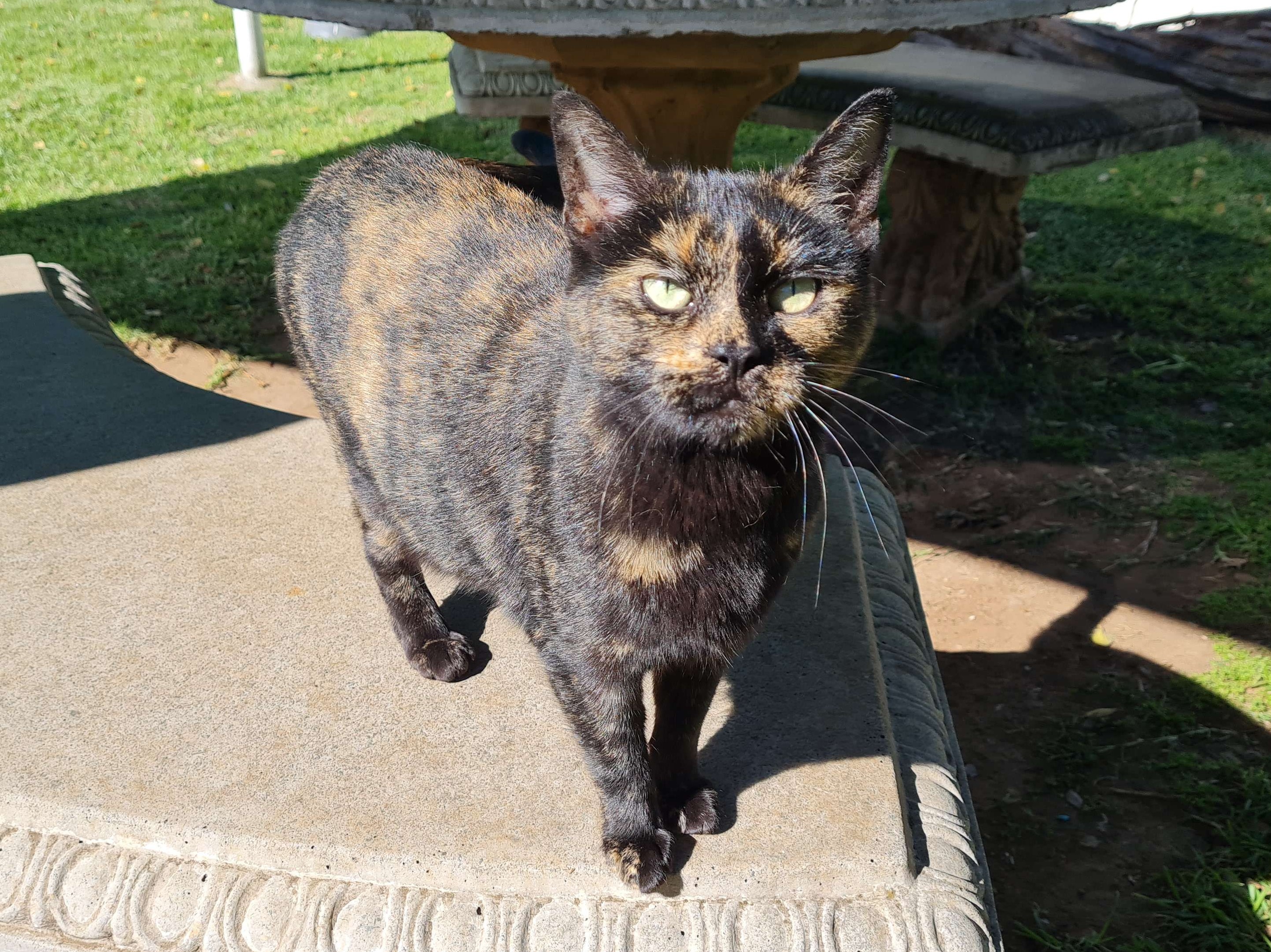 Missy
