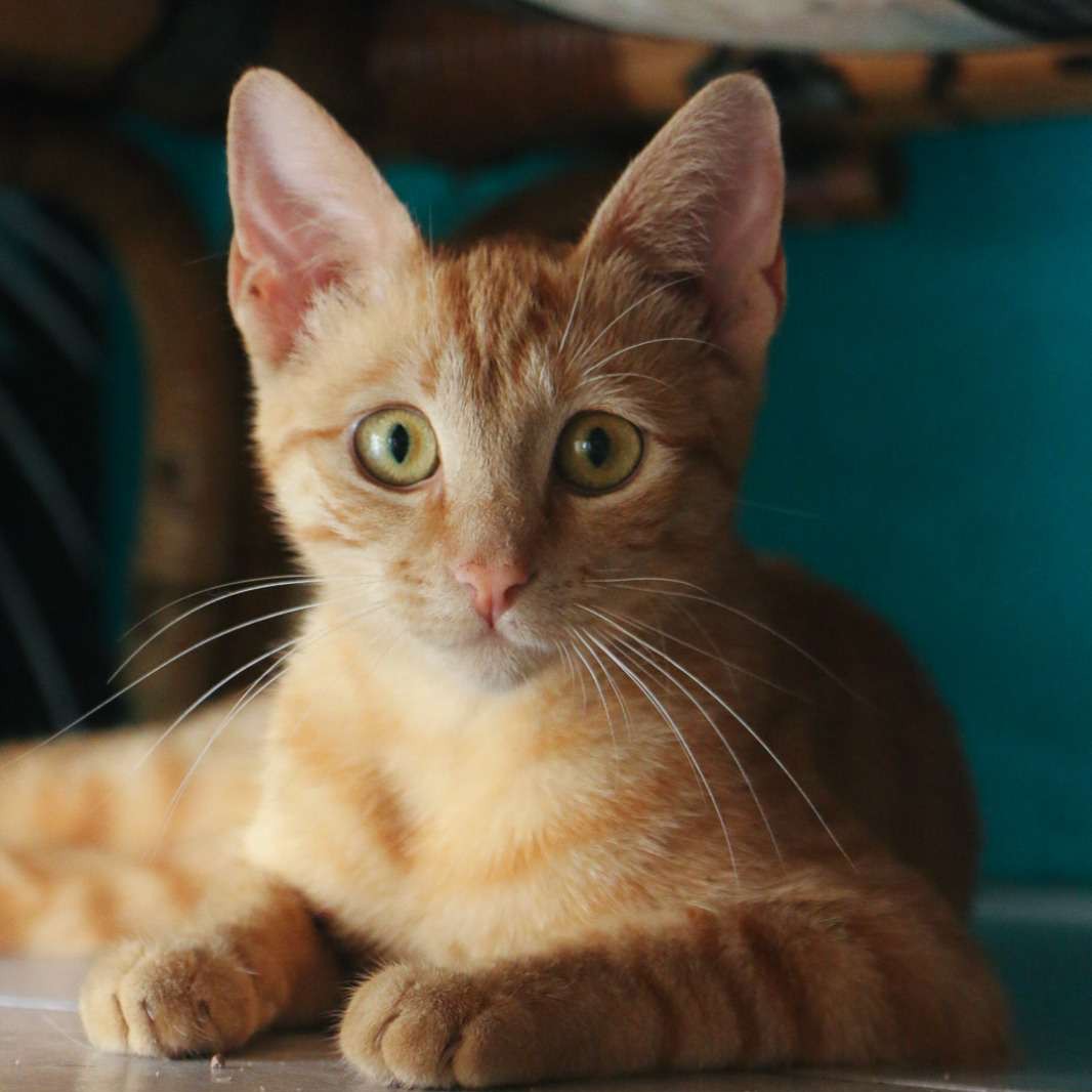 Shani