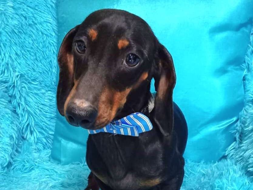 Baxter