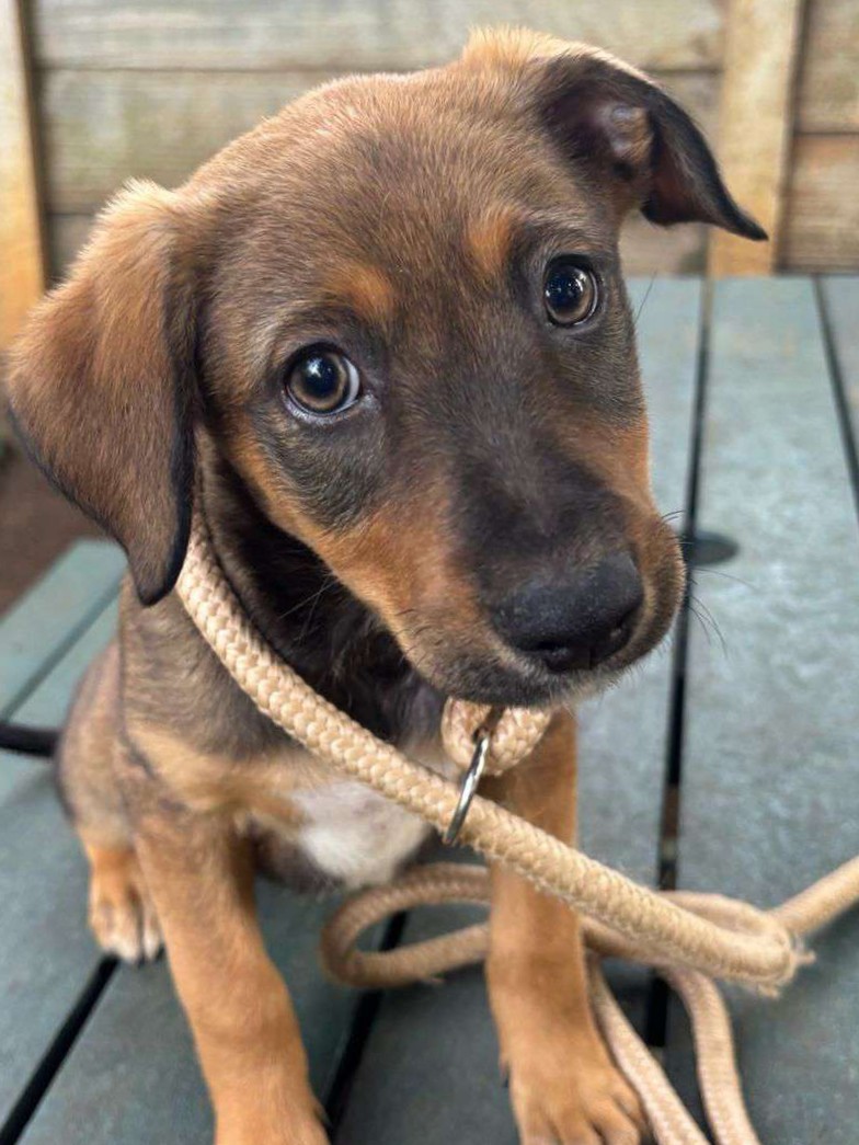 Dixie