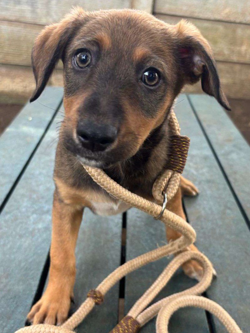 Dixie