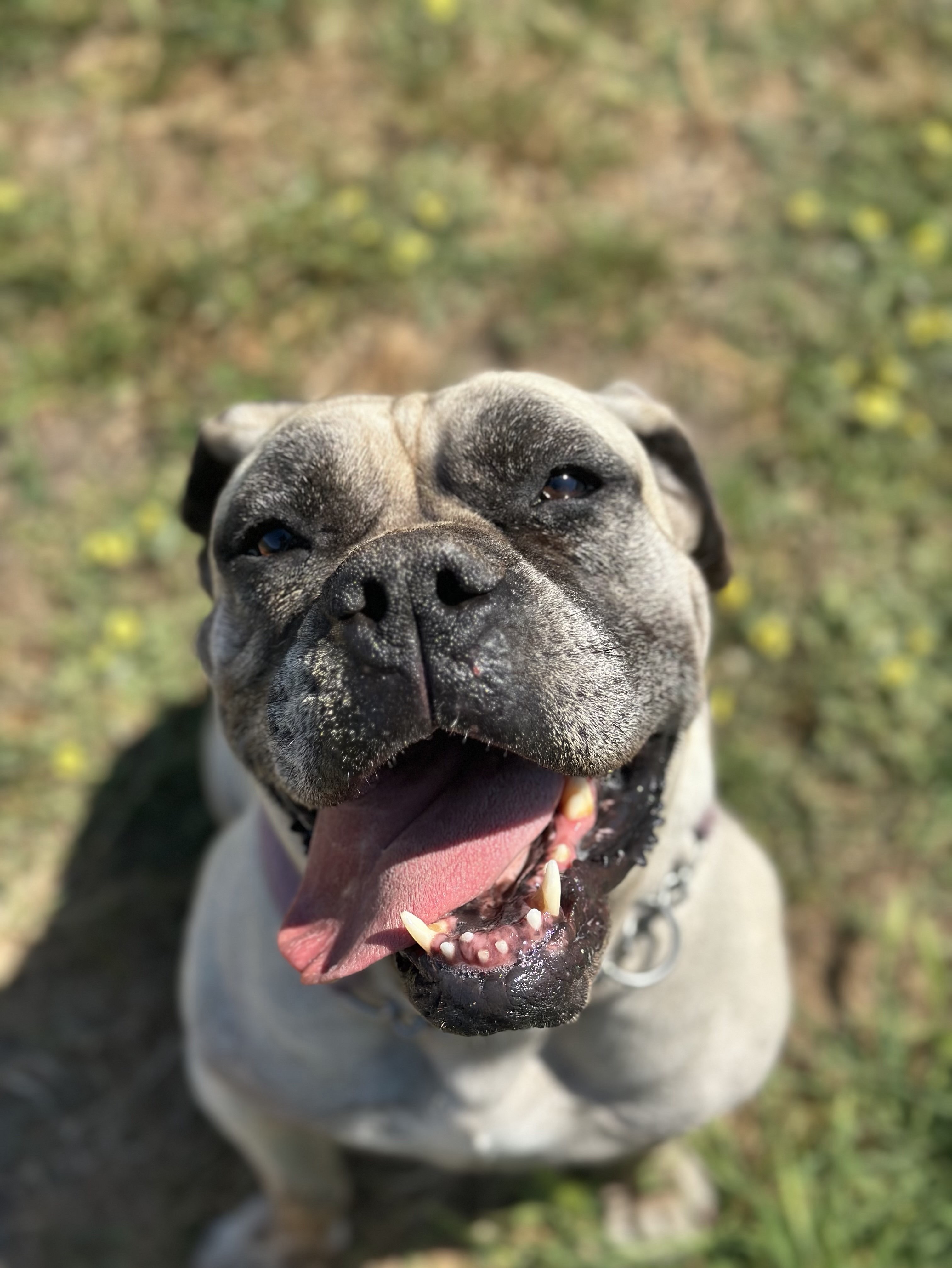 Nala