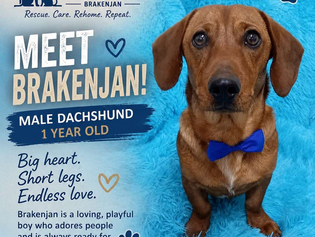 Brakenjan