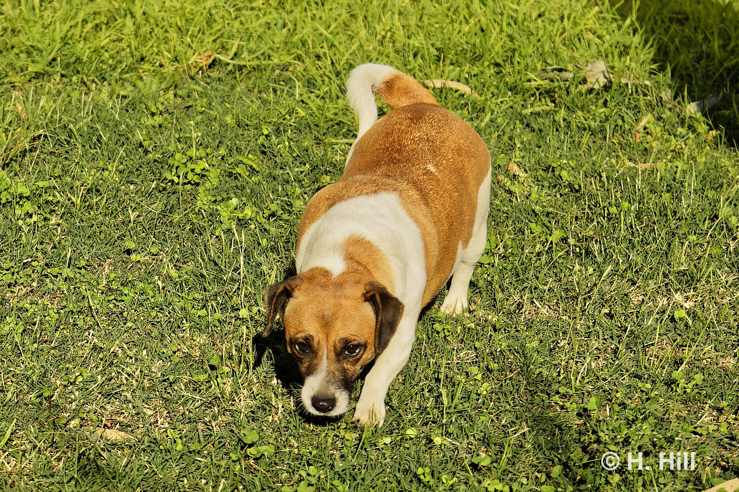 NIKITA
