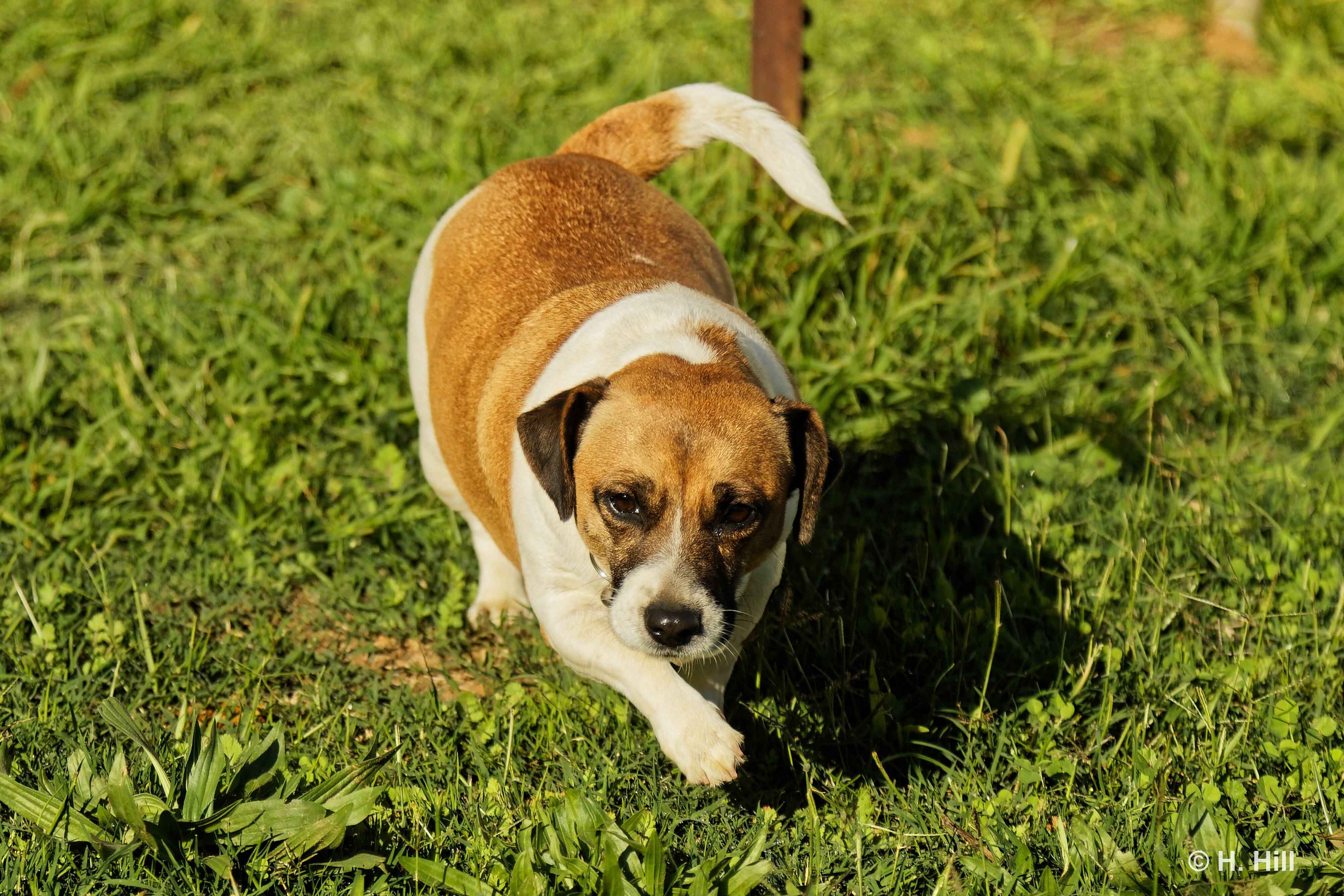 NIKITA