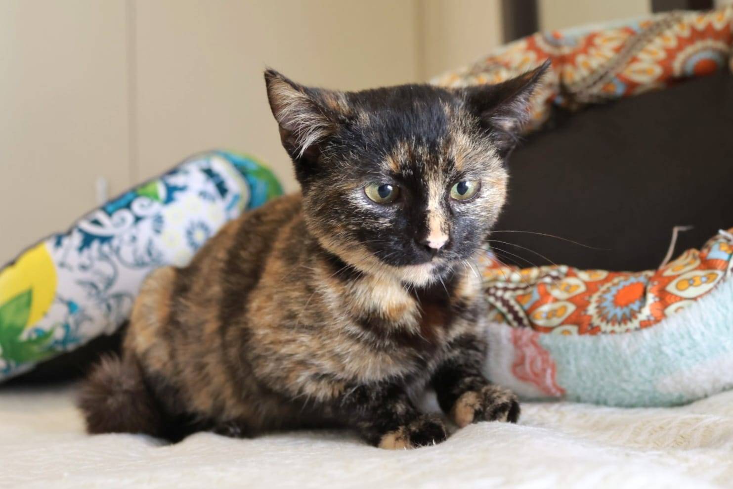 Biscuit