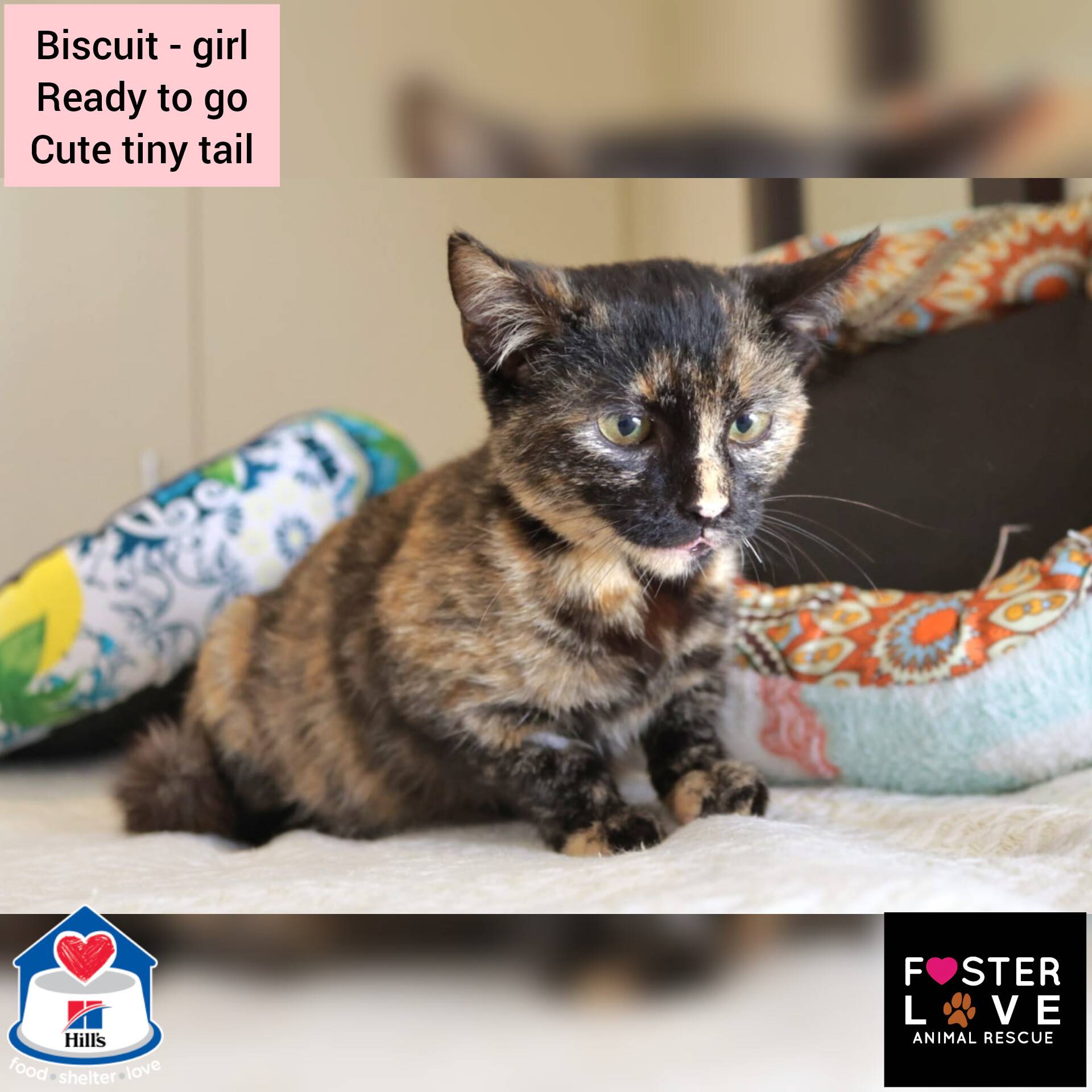 Biscuit