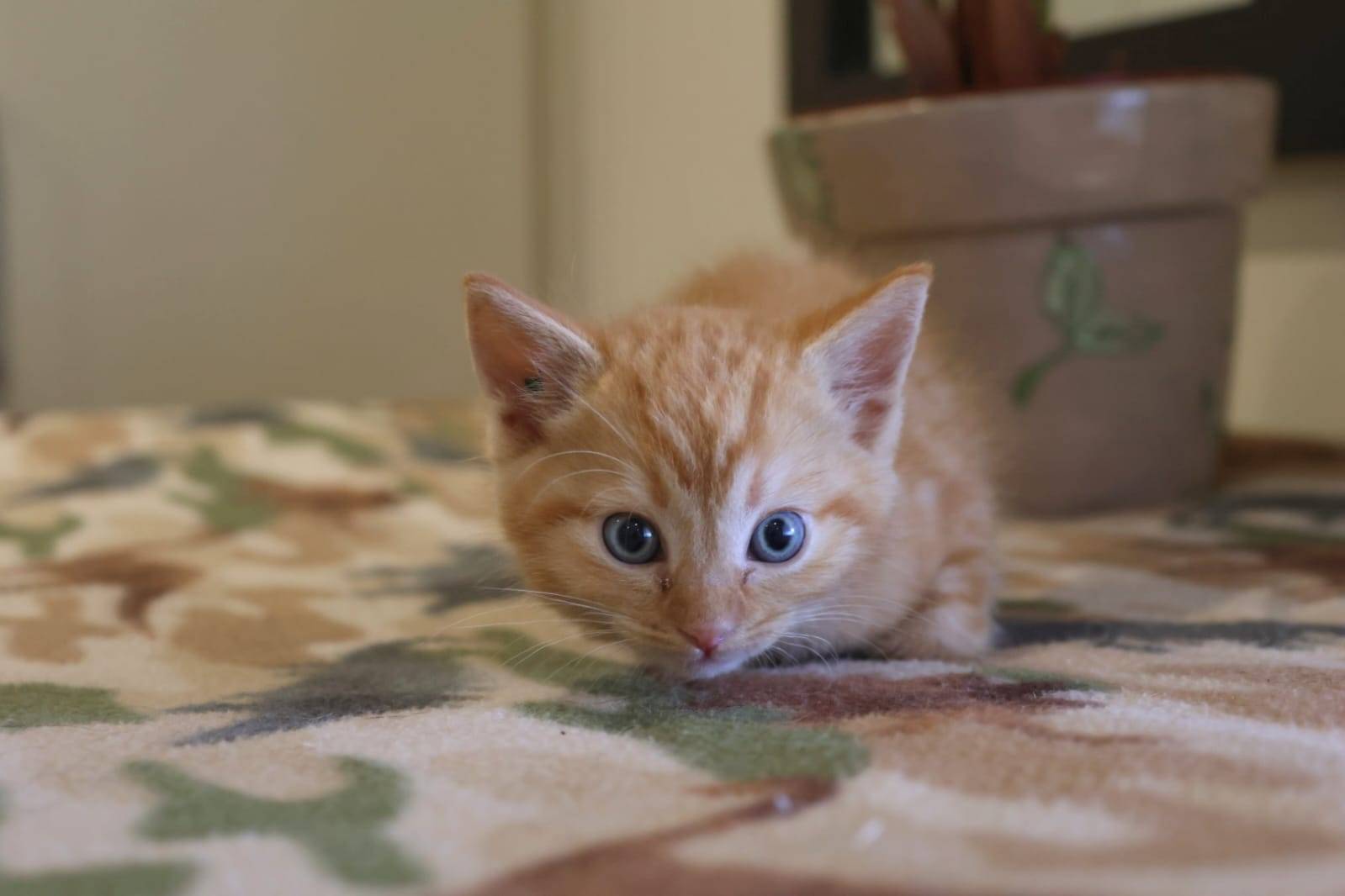 Cheerio
