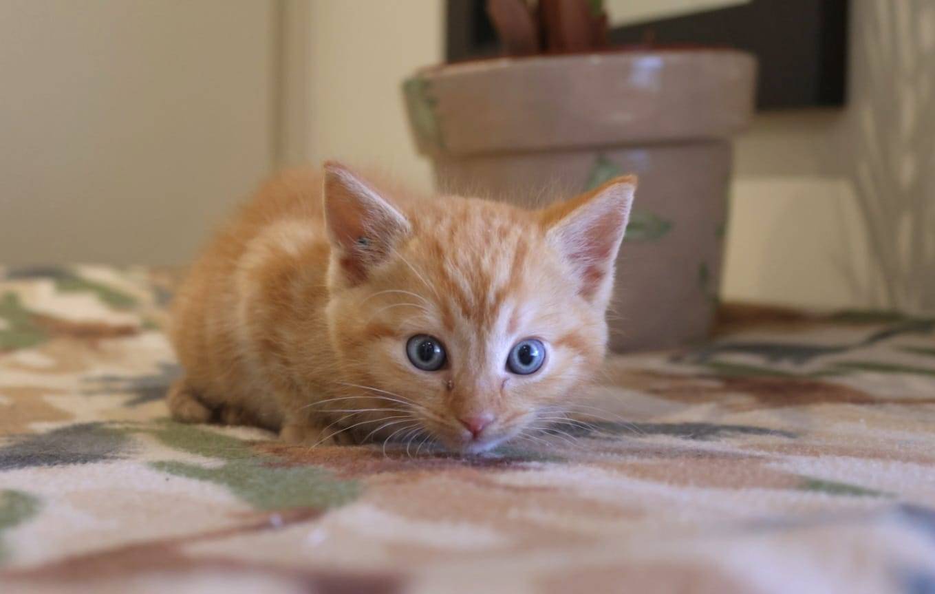 Cheerio