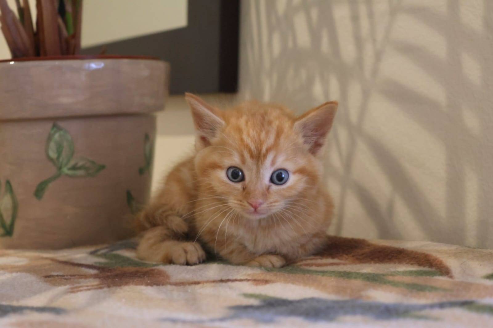 Cheerio