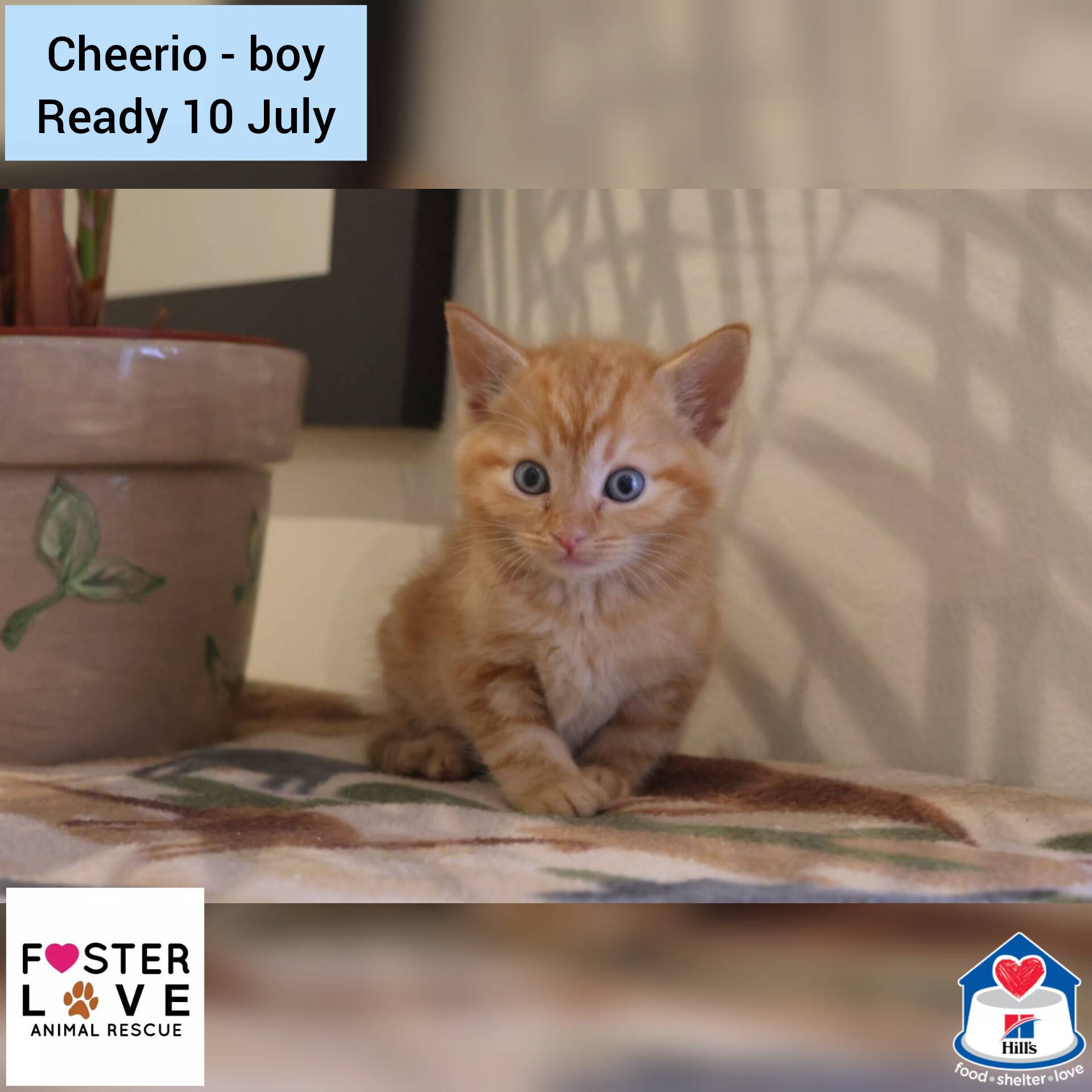 Cheerio