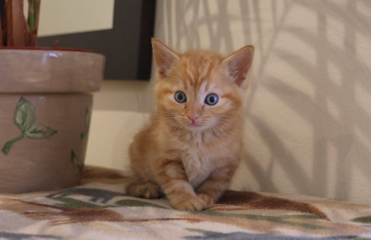 Cheerio