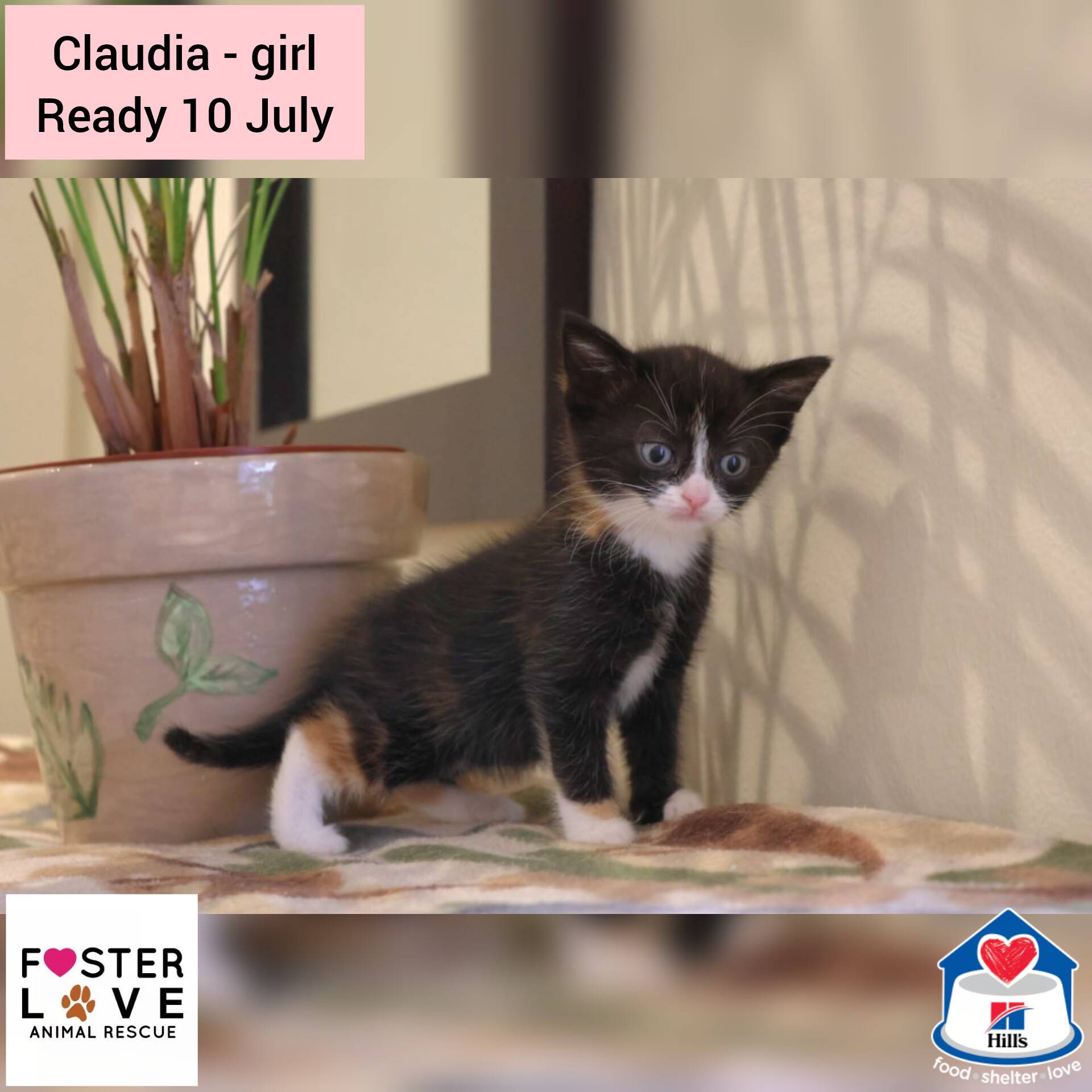 Claudia
