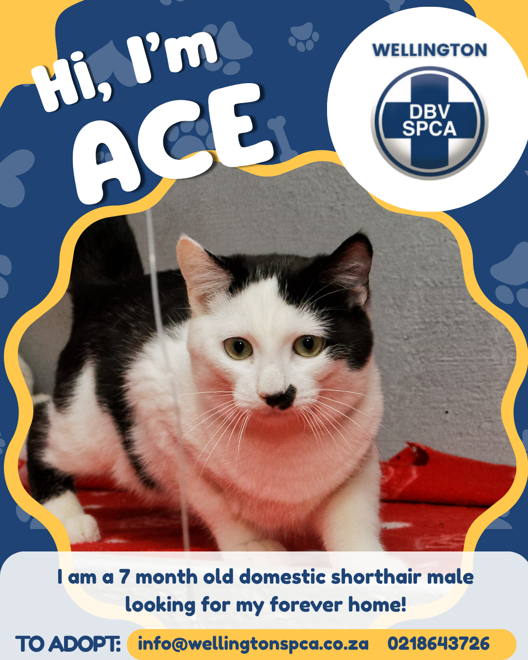 ACE