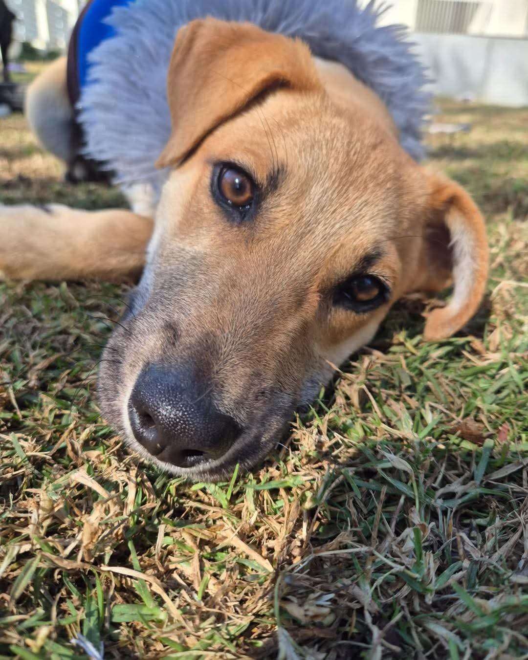 Spud 