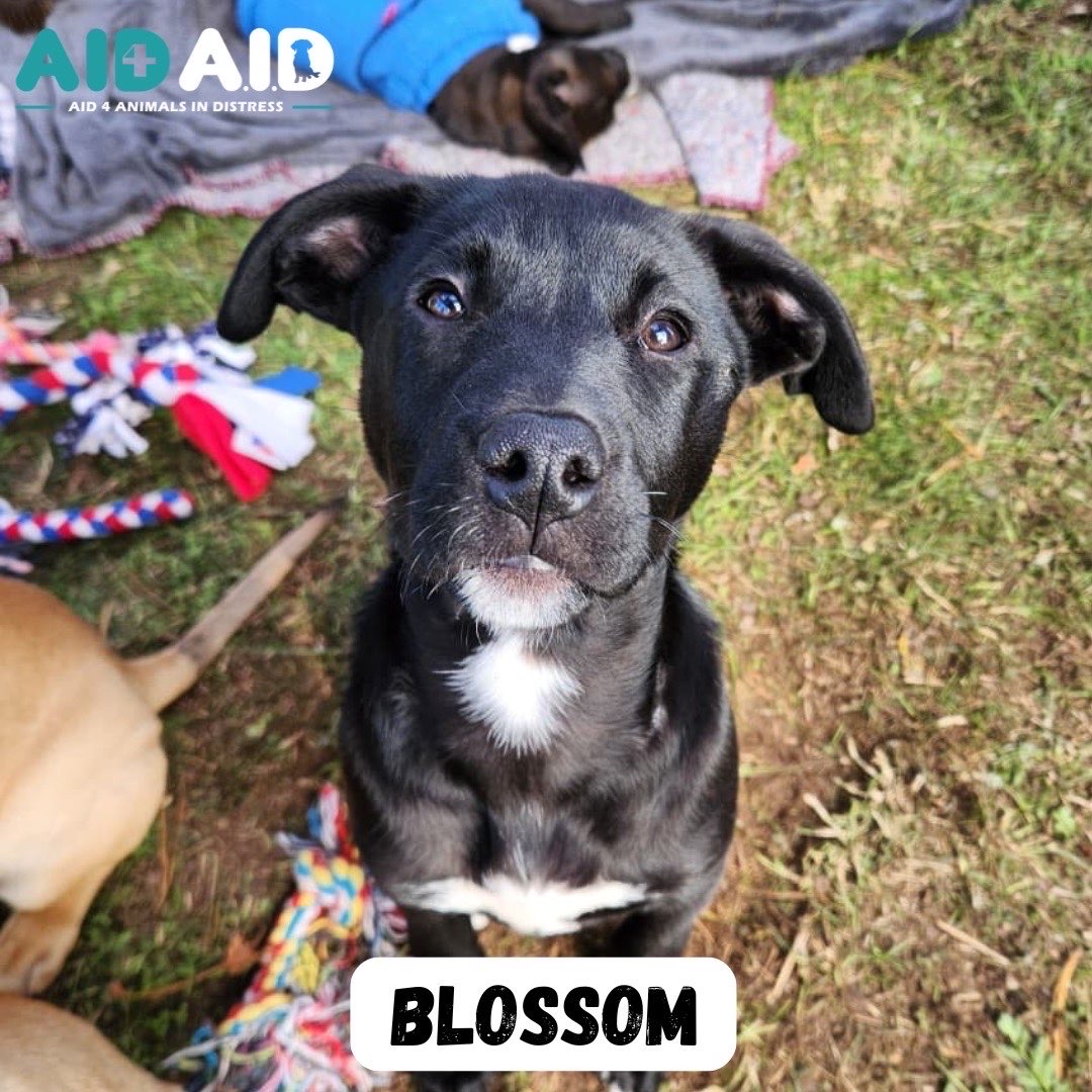 Blossom