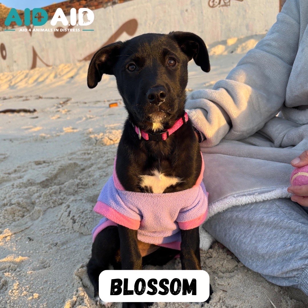 Blossom