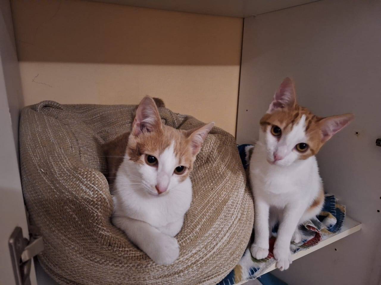Liam & Finn