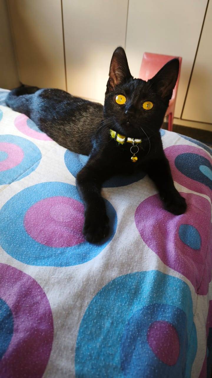 Pepper 