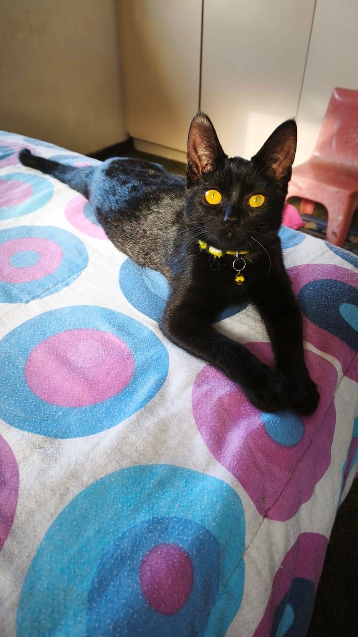 Pepper 