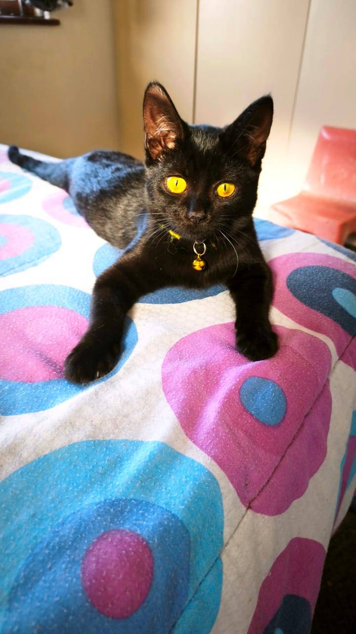Pepper 