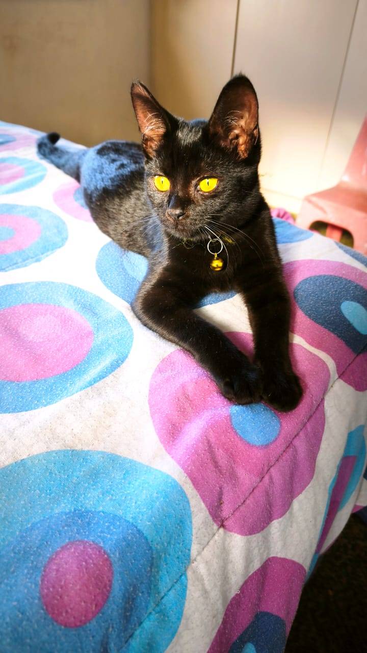 Pepper 