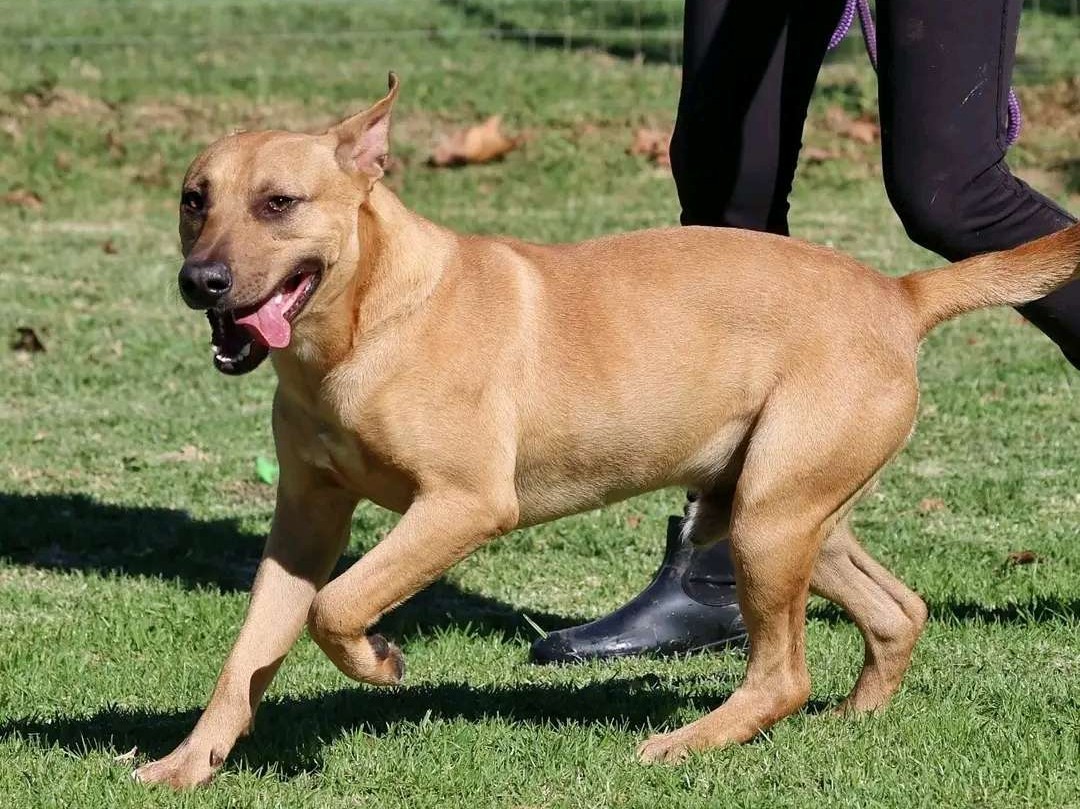 Tyson