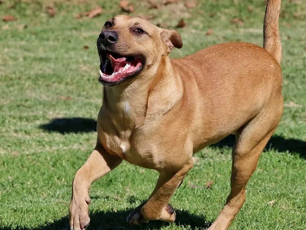 Tyson