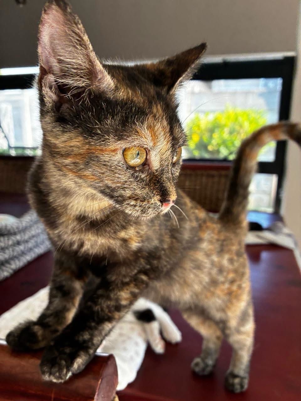 Sophie 