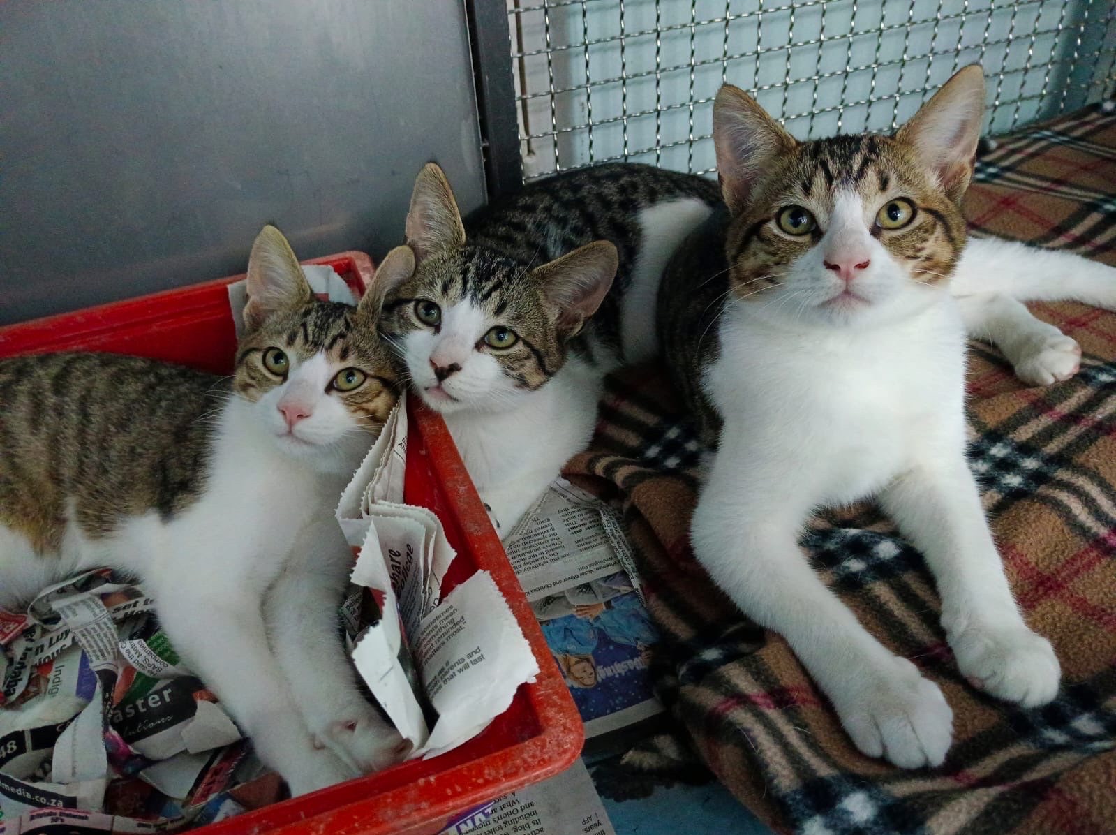Kiara, Zazu And Timon 