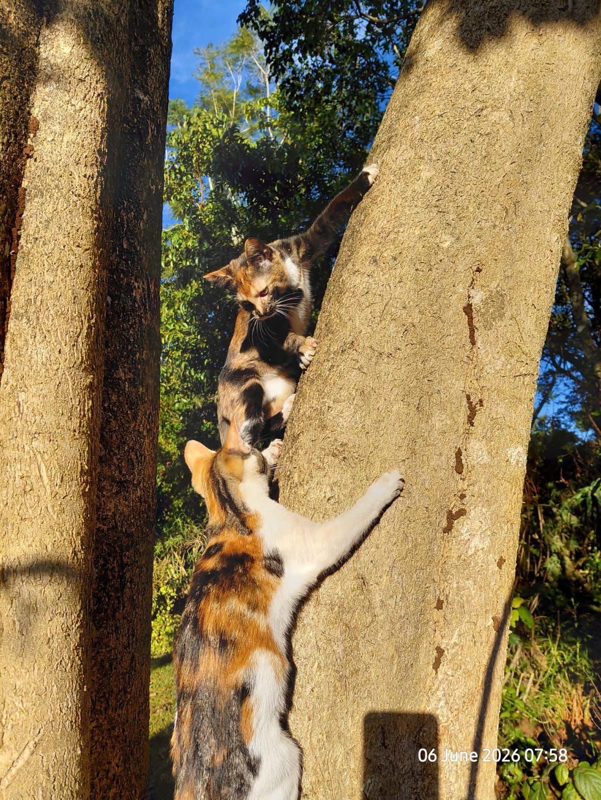 Zara & Bandit 