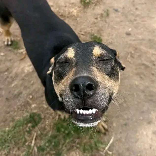 Andy