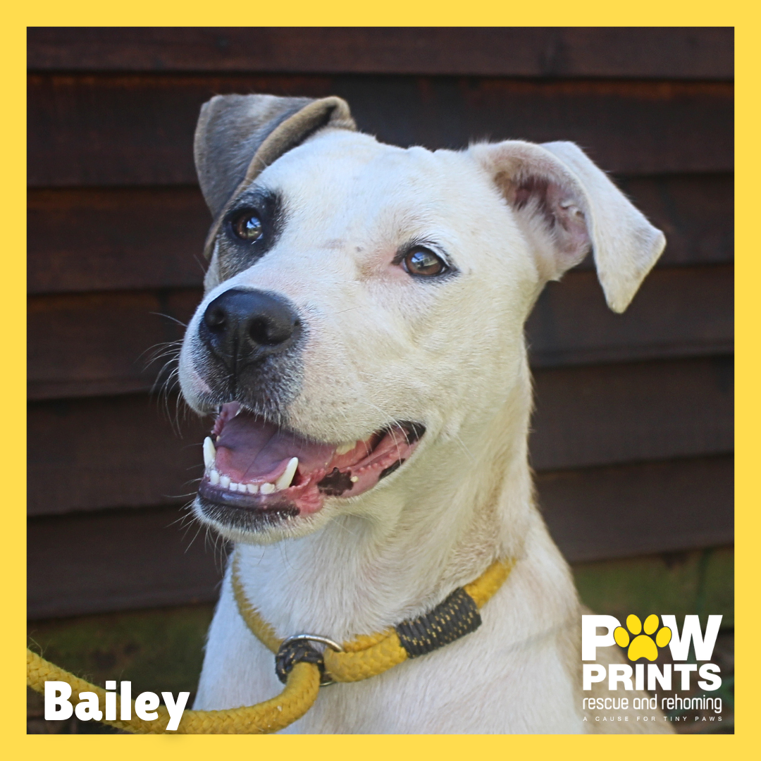 Bailey