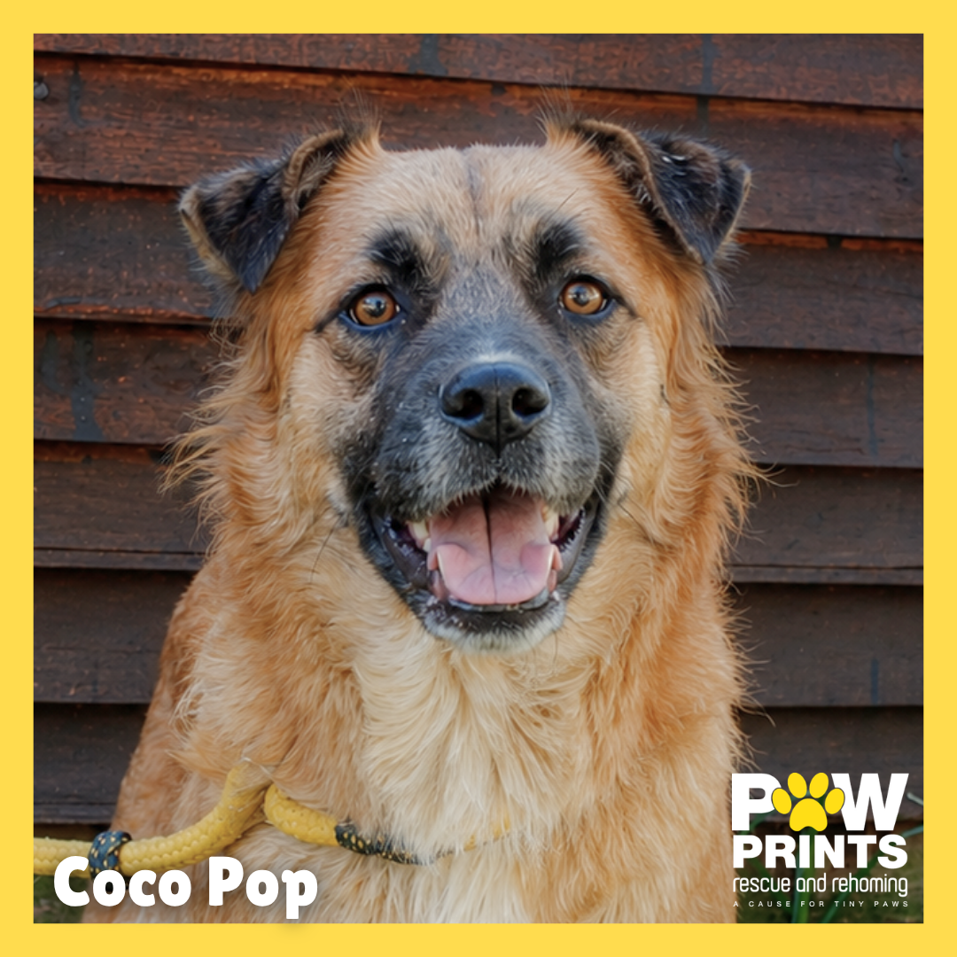 Coco Pop