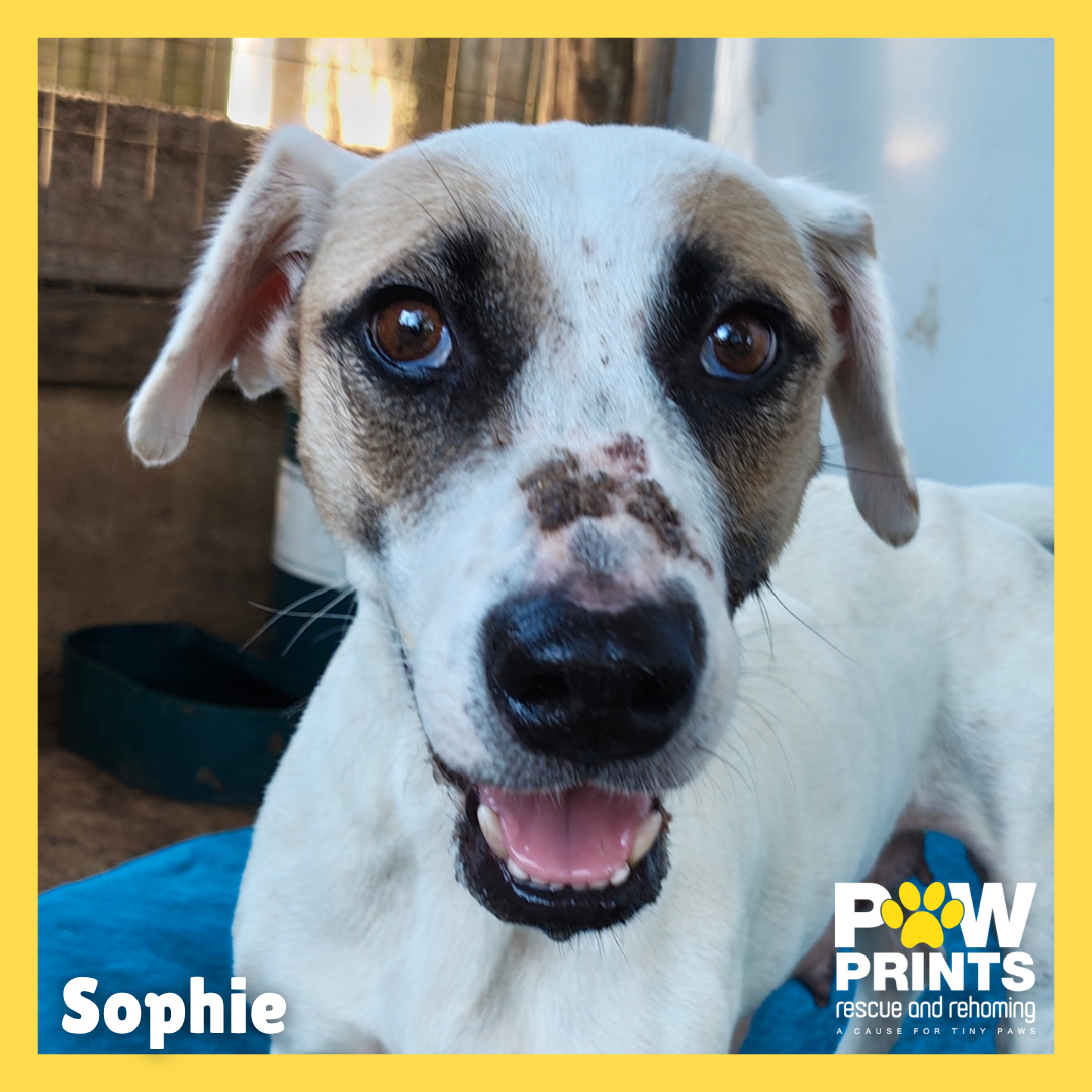 Sophie