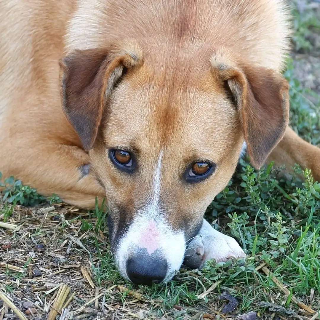 Suzie