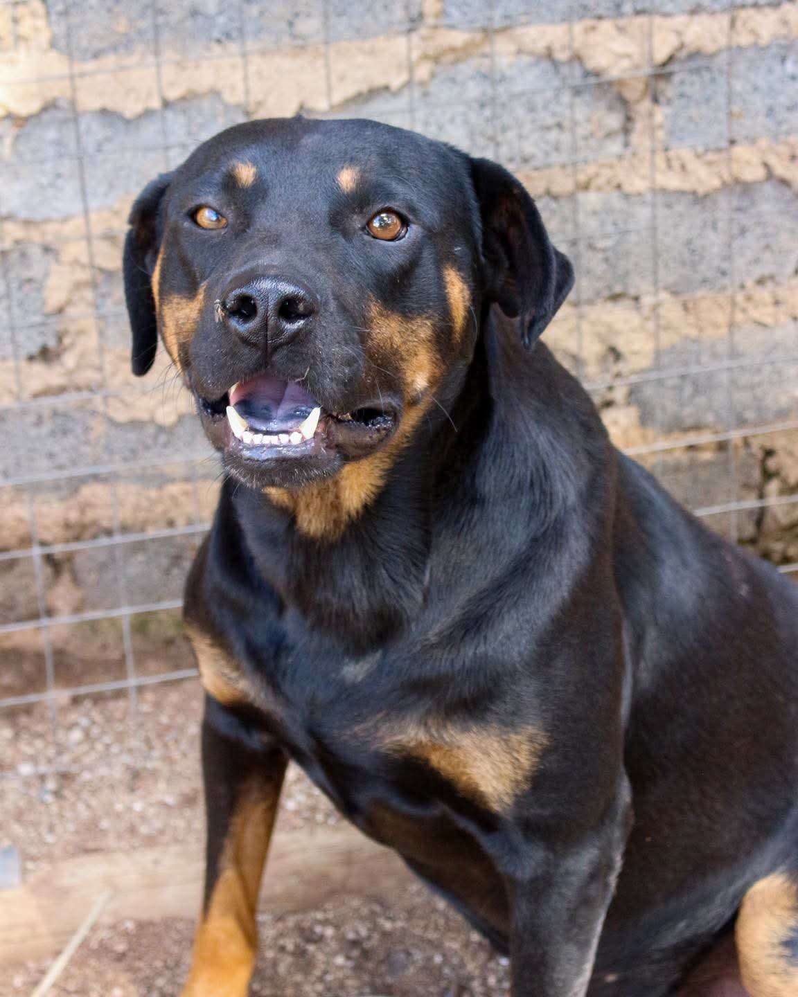 Levi