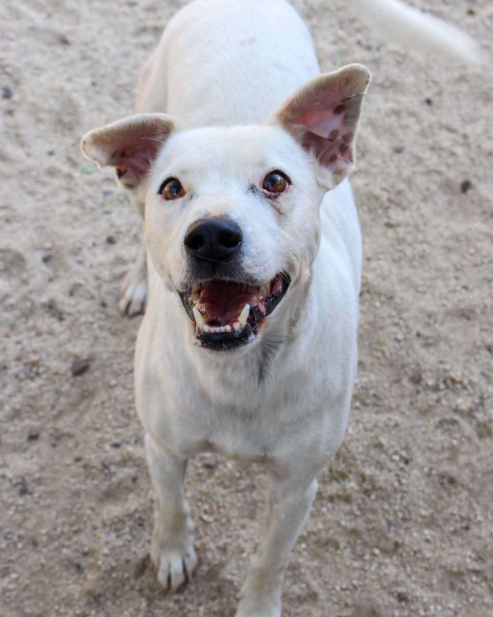 Pongo