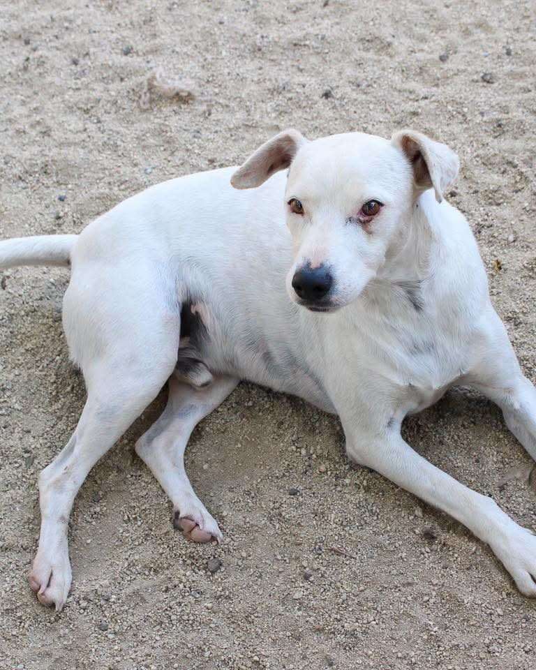 Pongo