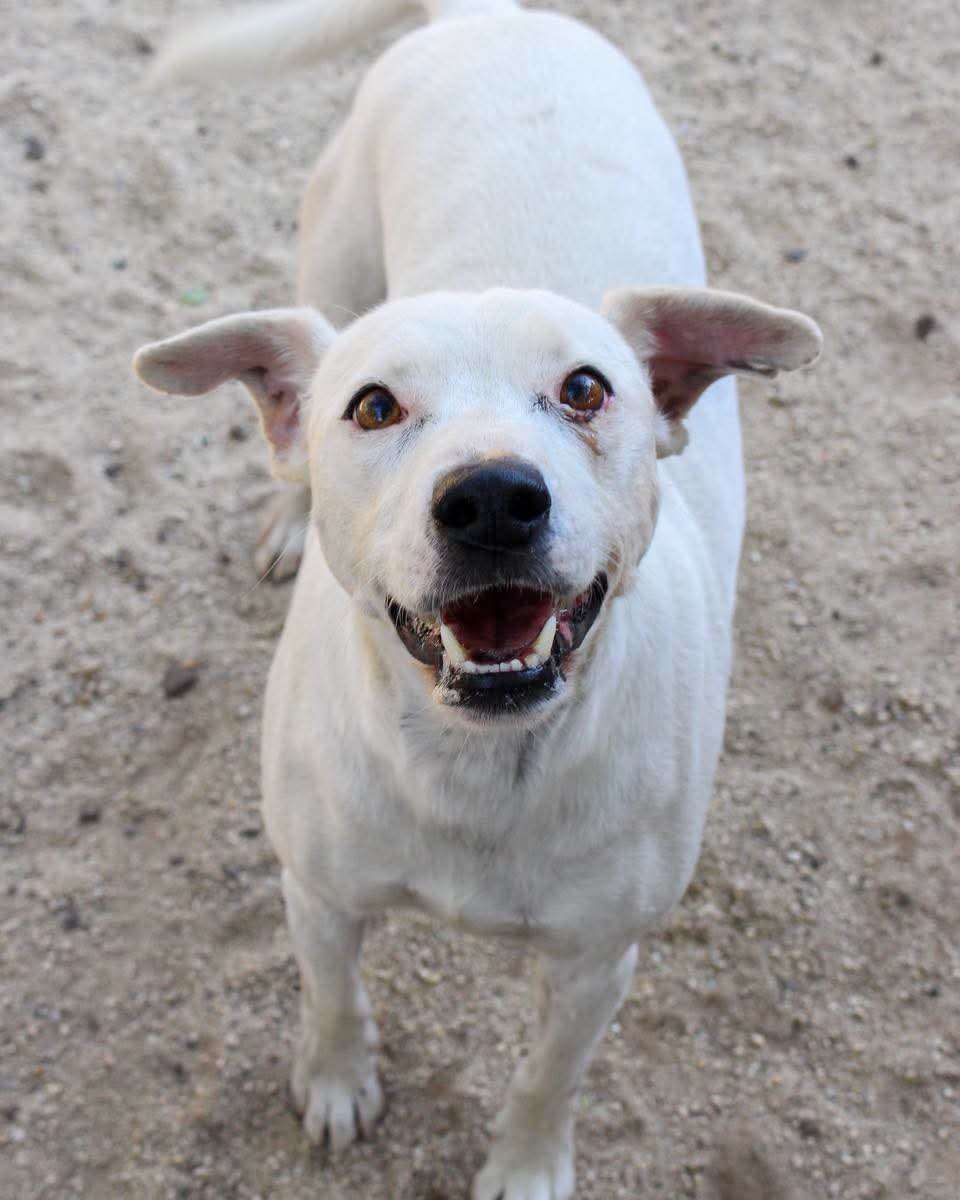 Pongo
