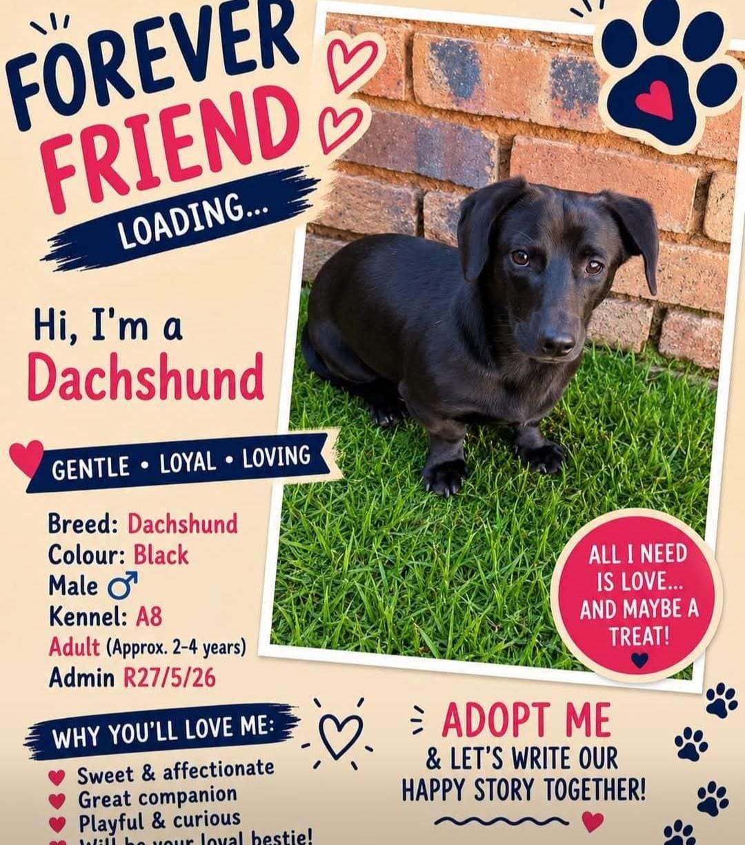 Daschund